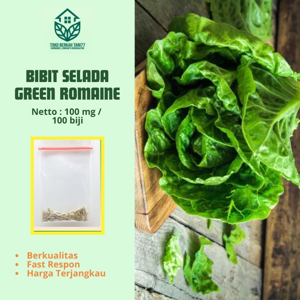Benih Sayur Selada Green Romaine Bibit Green Romaine Benih Berkualitas
