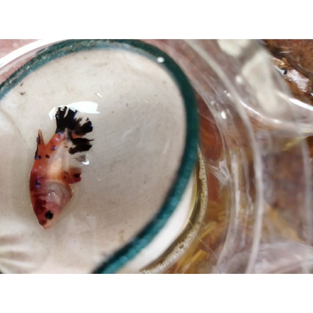 BETINA HMPK MULTY, BESGEL/BESTER