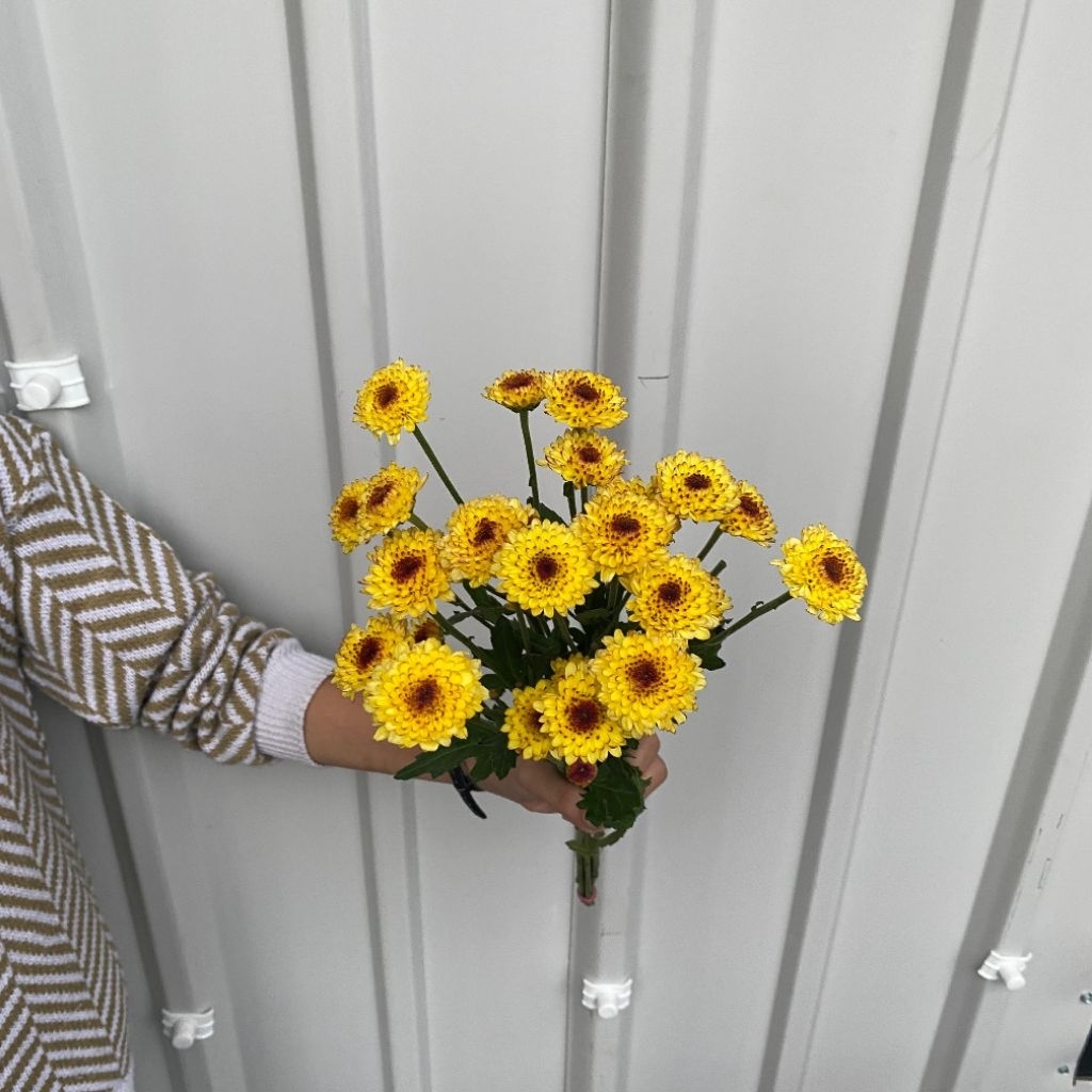 ( 5 Tangkai ) Aster Lolipop Bunga FRESH/ Bunga ASLI