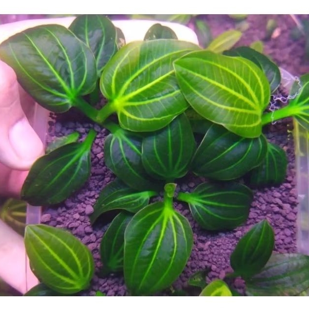 Echinodorus iguazu 2009 asli, full daun air foto real pict