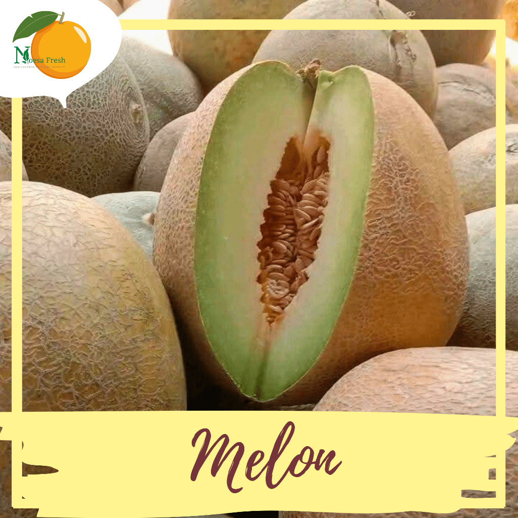 

Melon Madu Manis 1 Buah Berat 1,4,-1,6kg Fresh