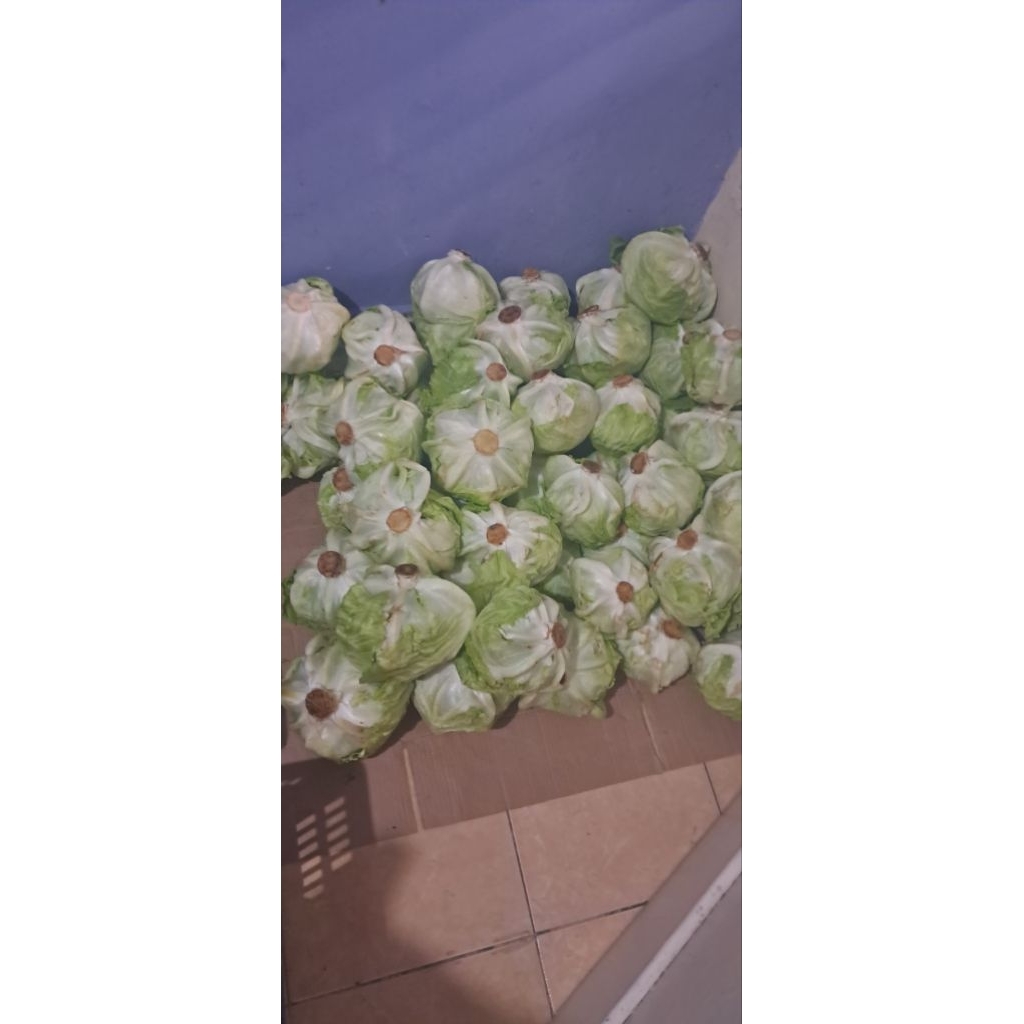 

sayuran lettuce 5kg