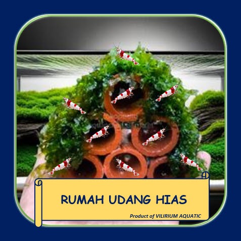 DEKORASI AQUASCAPE - RUMAH UDANG HIAS AQUASCAPE / HIDING CAVE UDANG HIAS AQUASCAPE