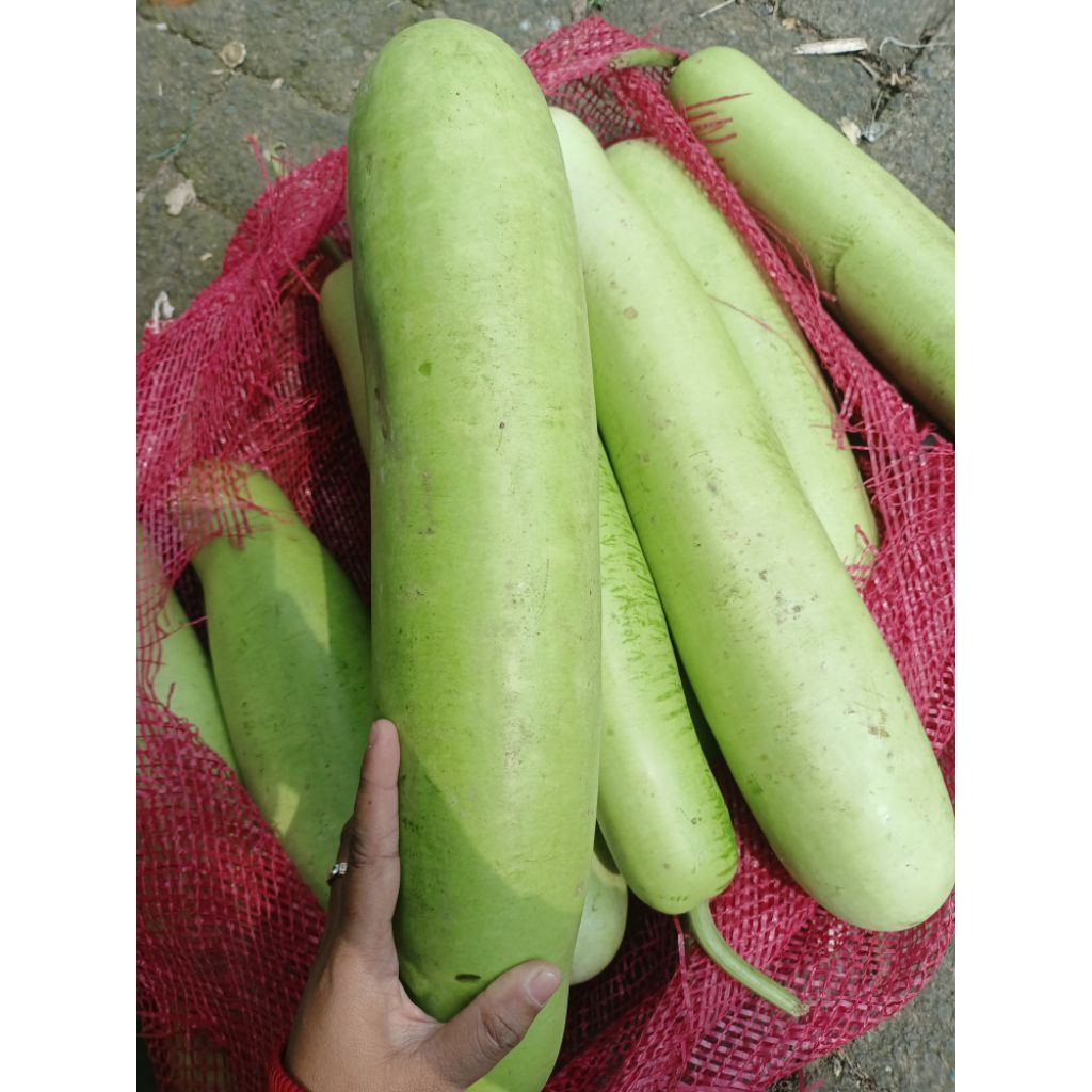 

Labu Putih / Labu Air / Waluh 1 Lonjor -+2kg