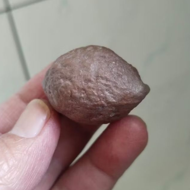 Kemiri Adu Muncang Adu Dahdir Ori Urgen Tua Jatuhan