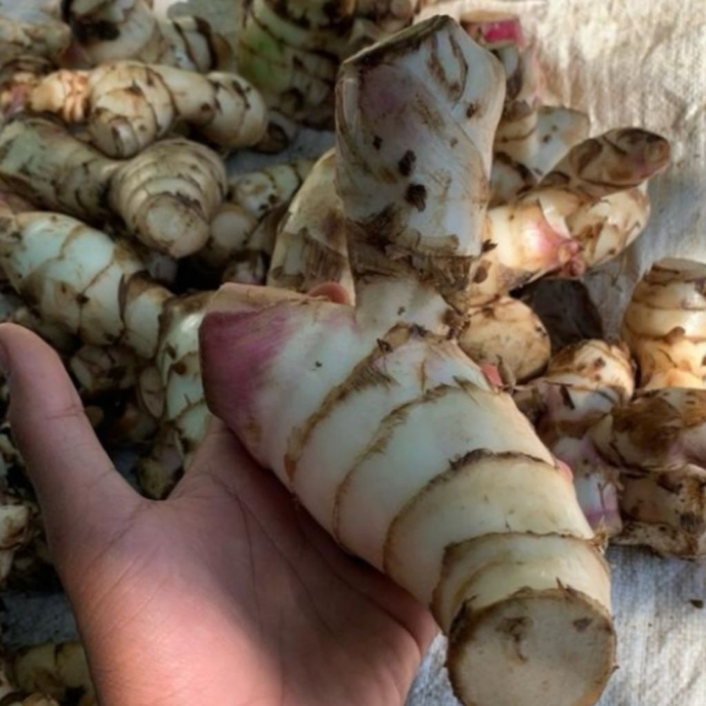 

1kg umbi ganyong segar pres atasi lambung