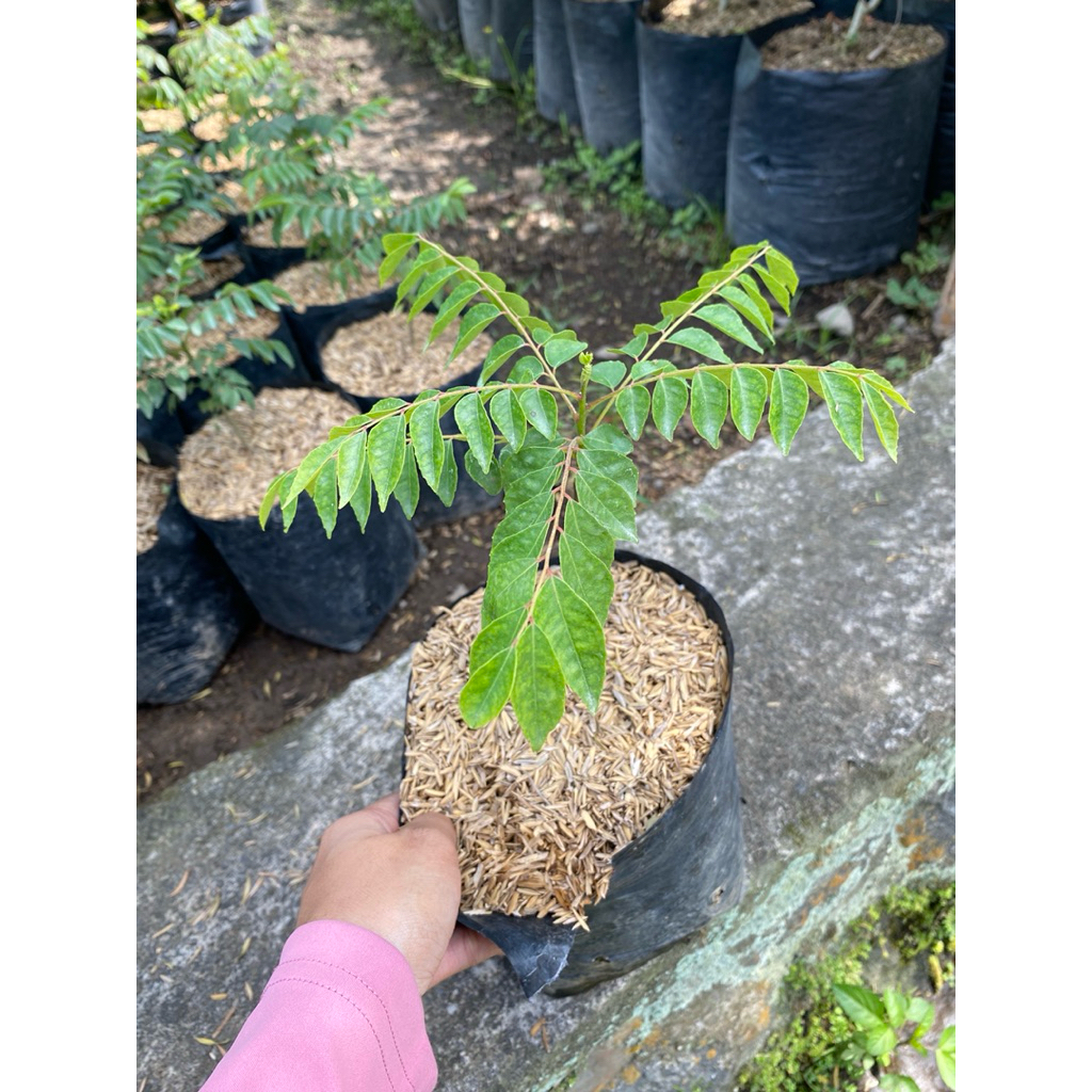 Daun kari - tanaman toga - tanaman murah