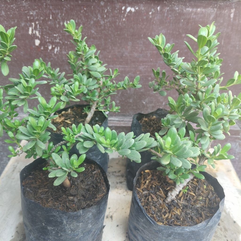 (Dpt 2 Pohon) Santigi Mawar Mikro