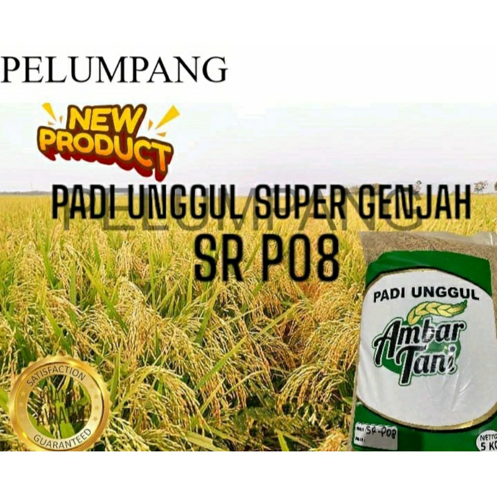 benih padi unggul GENJAH original