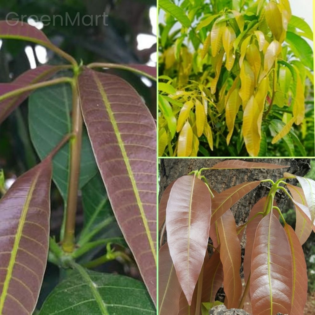 

pucuk daun mangga kemasan 250 gram frash segar