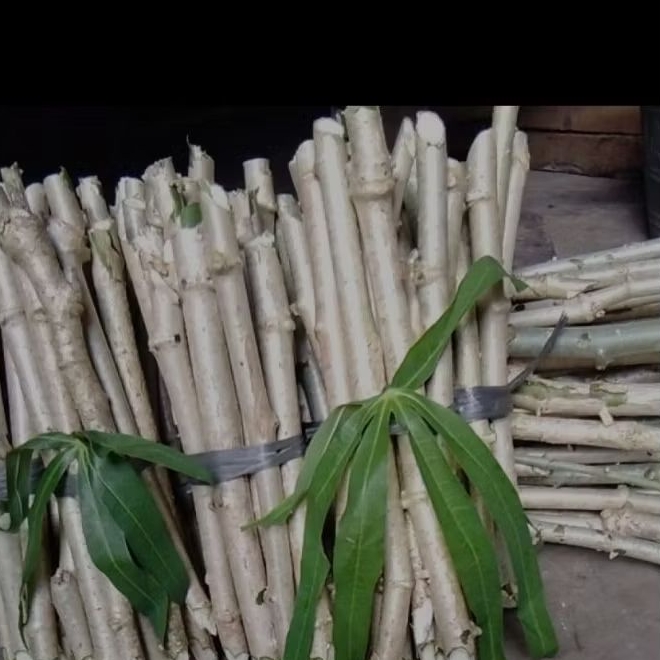 bibit daun singkong khusus sayur