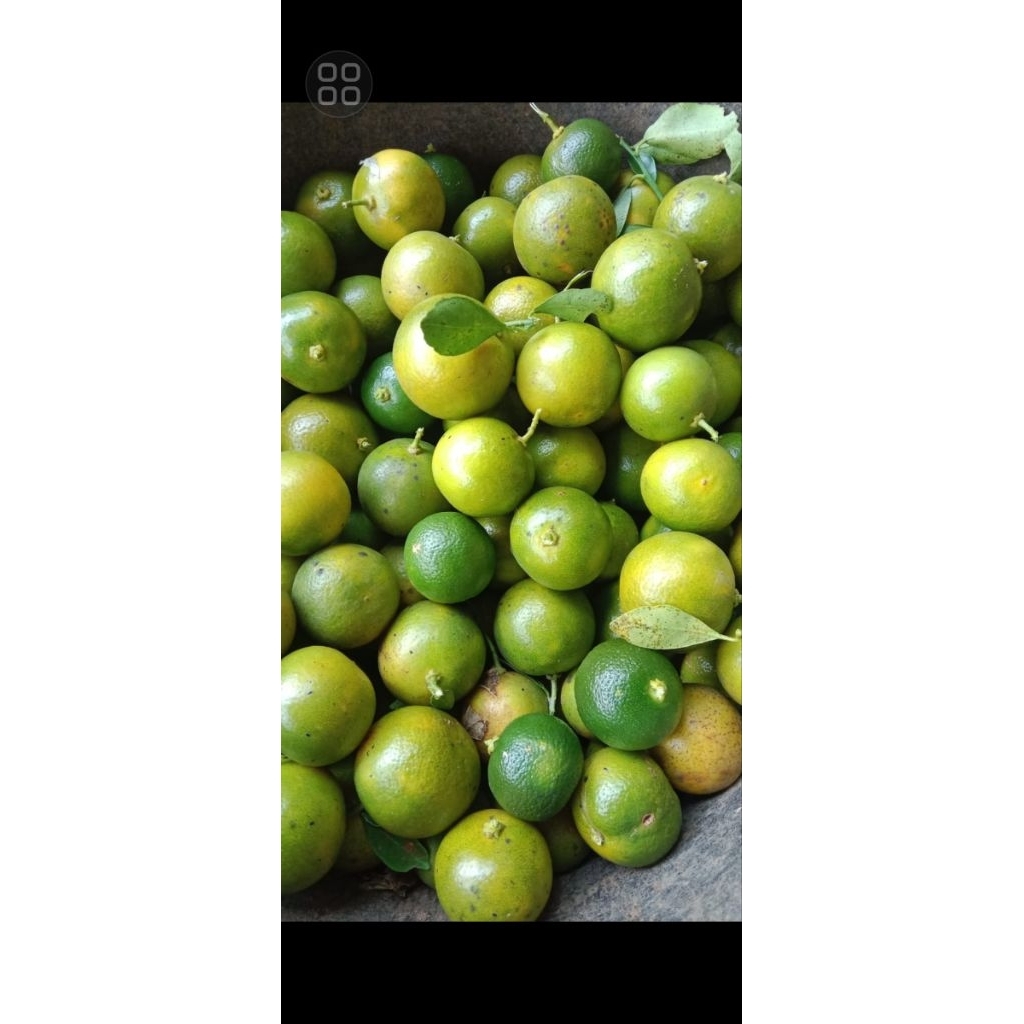 

Jeruk songkit/kasturi/lemon cui