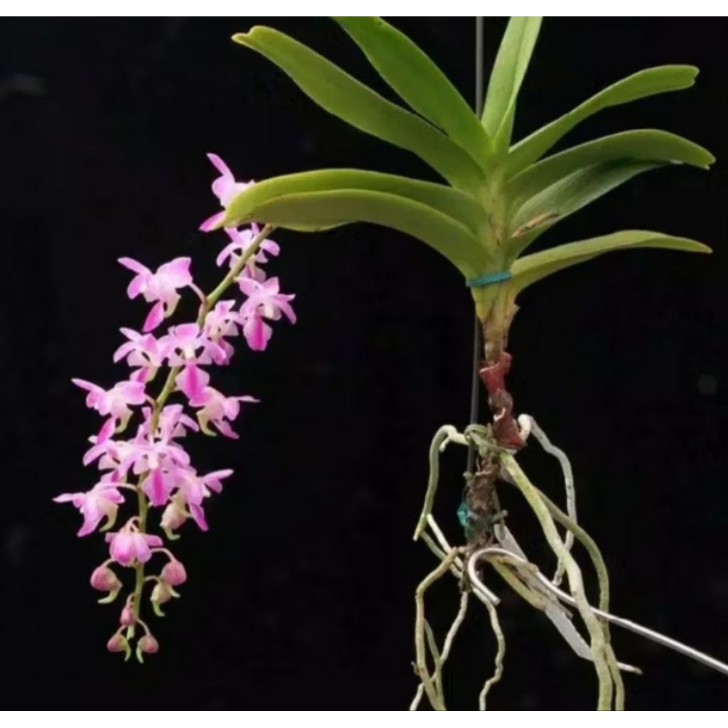 bibit bunga anggrek macan ungu