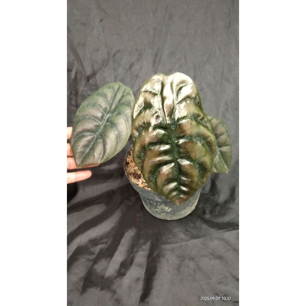 alocasia cuprea