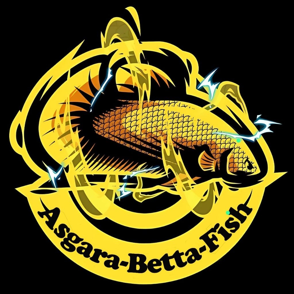 Custome Porduk Wild Betta Imbellis hybrid