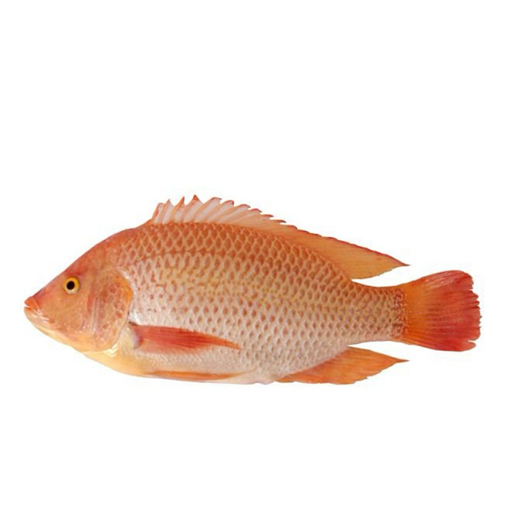 Ikan Nila Merah Segar/Nila Merah/Segar Dari Pasar Induk Langsung/Kota Bandung