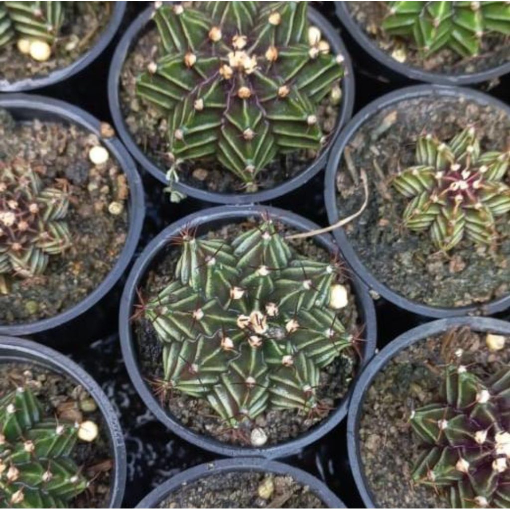 kaktus Gymno hybrid dan LB hybrid mix | Kaktus mini
