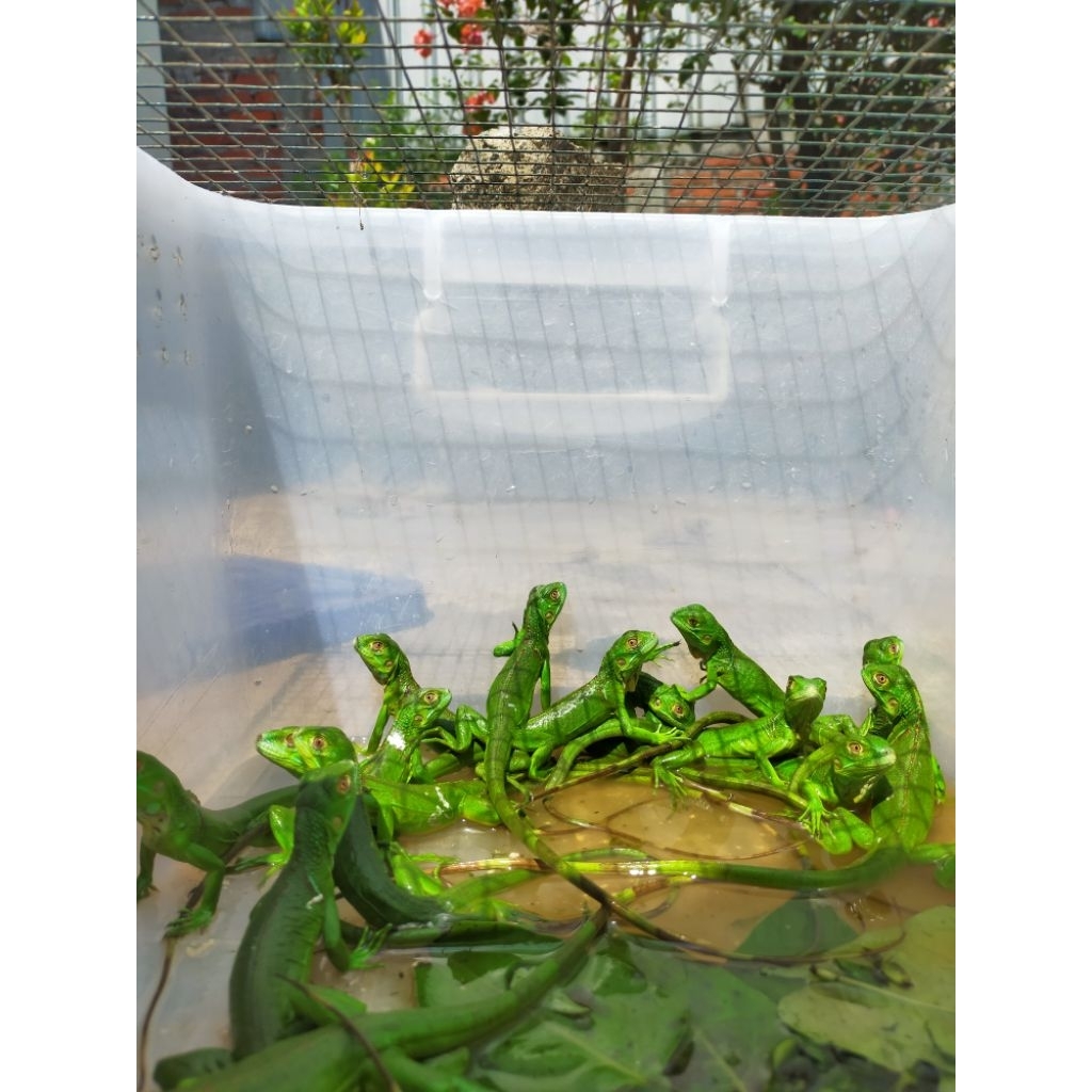 Godzilla iguana green Columbia