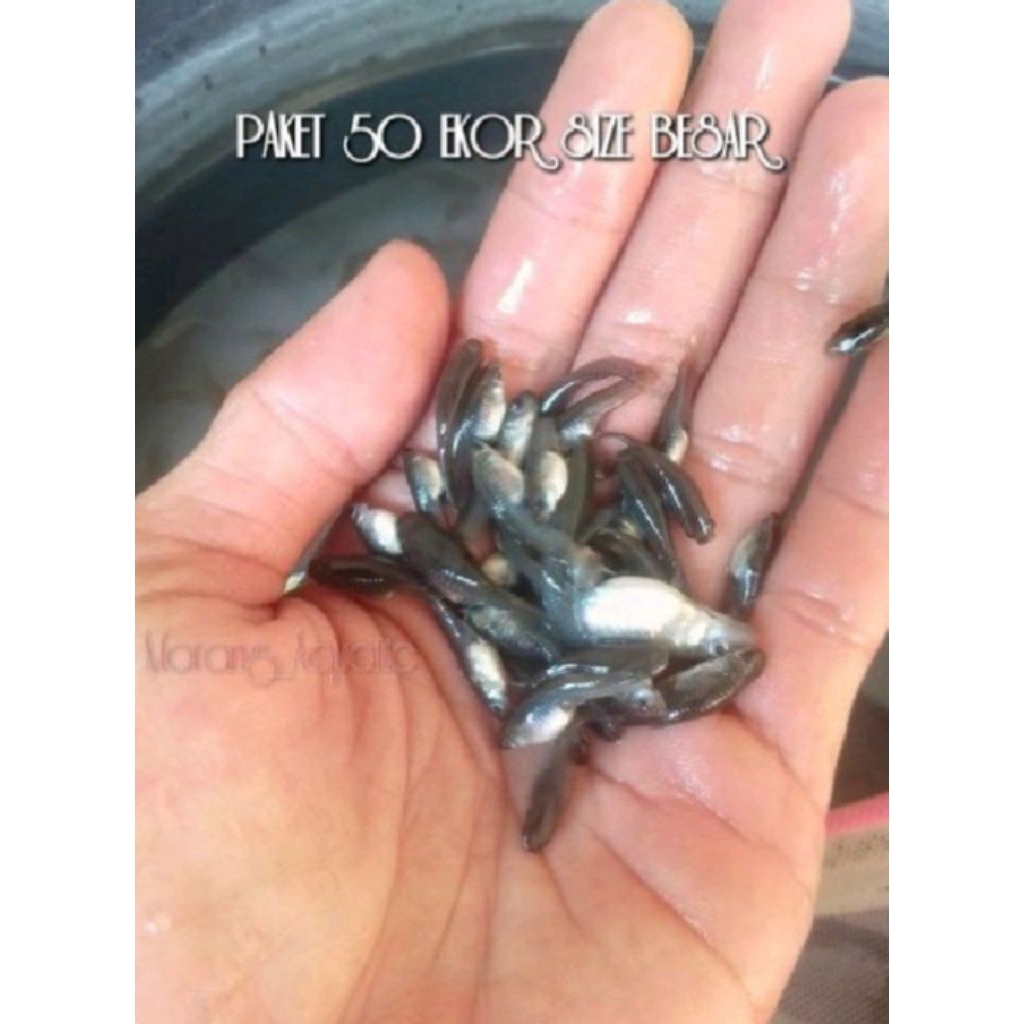 Cere Kali Guppy Pakan Ikan Predator Pbas Oscar Tiger Fish Louhan