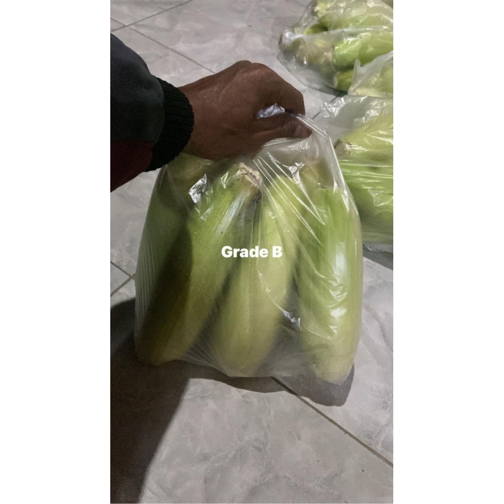 Jagung Manis Segar ( 6 pcs ) |  Jagung Rebus Bakar Kukus Sayur Jagung Fresh Langsung Petani