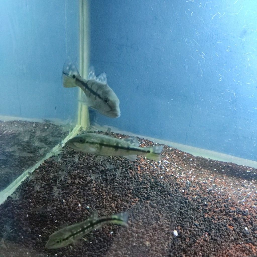 Peacock bass pinima ukuran 8-10cm