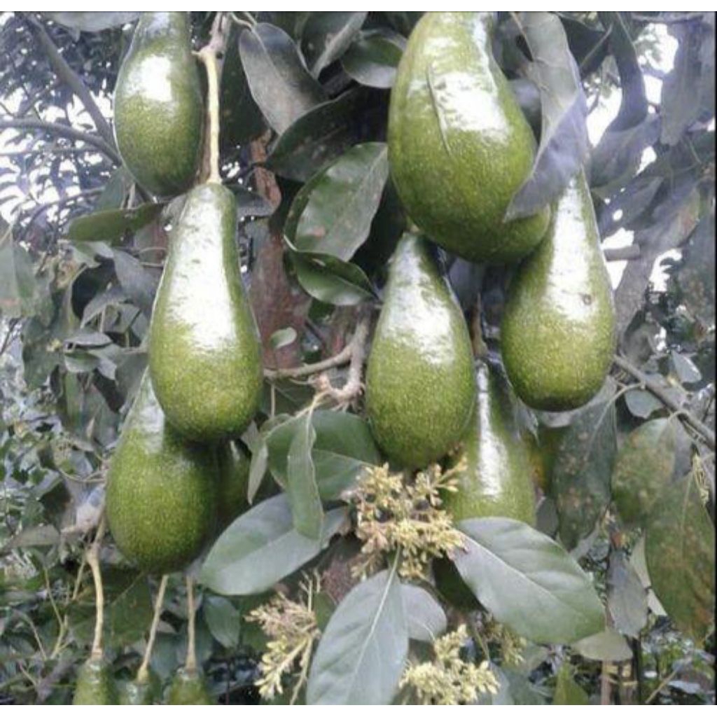 Indukan Alpukat Red Vietnam Berbunga/Berbuah