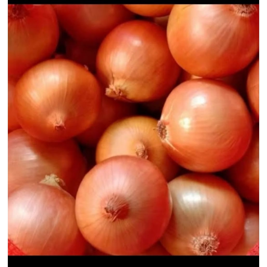 

Bawang Bombay 1kg/Bawang Bombay super Murah50/60