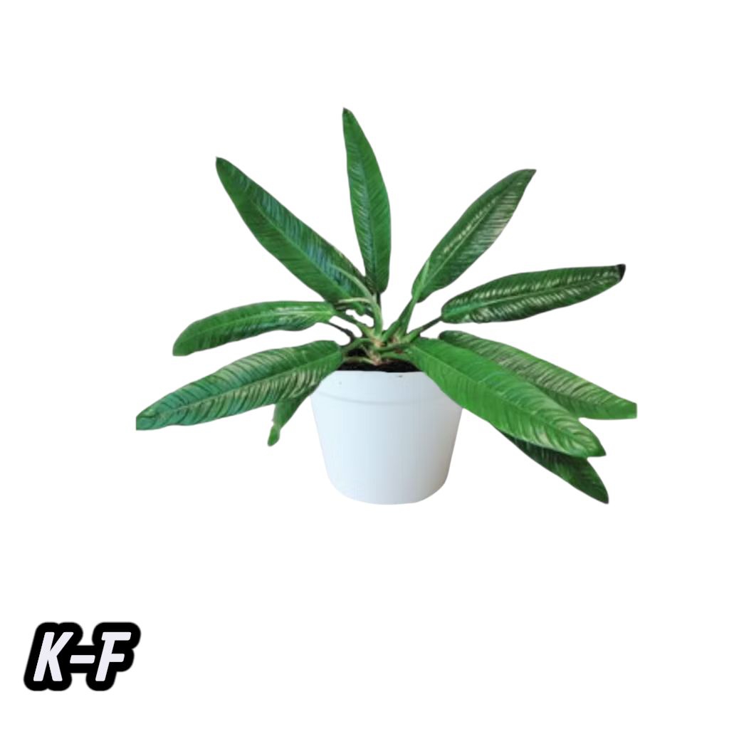 Tanaman hiyas philo Rinet