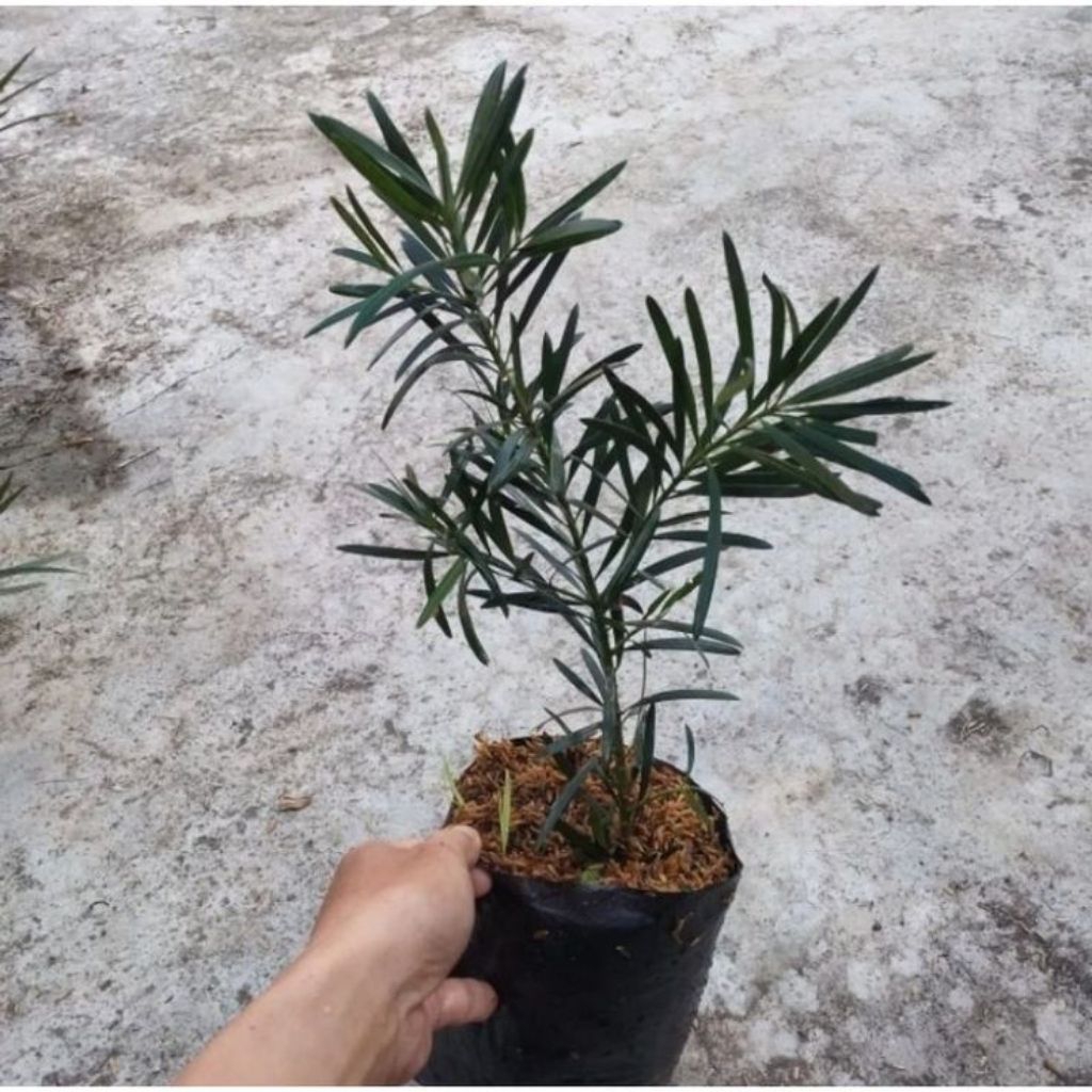 Tanaman Hias Lohansung Lidah Burung - Lohansun Lidah Burung Bahan Bonsai - Lohansung