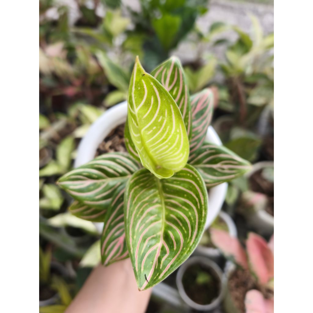 Aglaonema Golden Hope