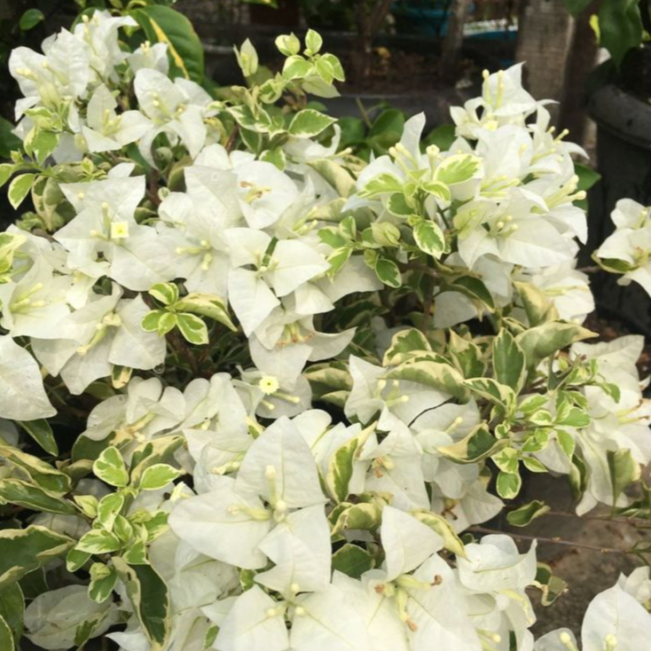 Bunga Bougenville Varigata Putih Rimbun | Bougenville Varigata Ungu Ori Rimbun