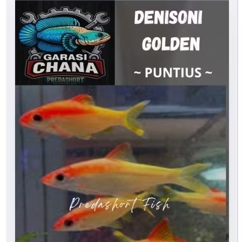 puntius denisoni golden