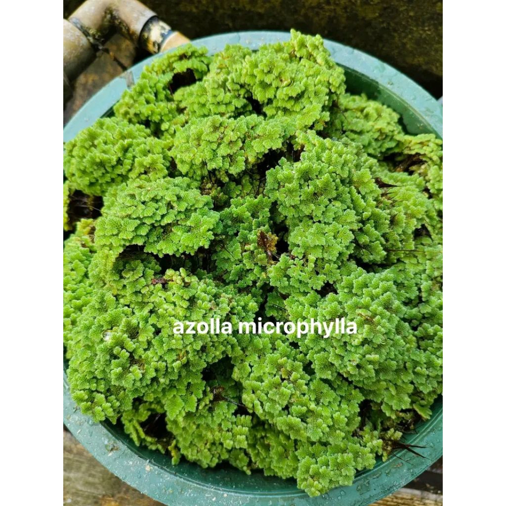 Azolla ( pakan ternak)