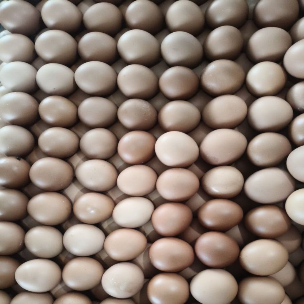 

telur negri lokal kualitas premium (10pcs/butir)