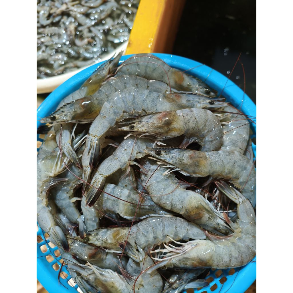 Udang Segar / Udang Fresh / Udang Vaname / Udang mentah Vaname 1kg