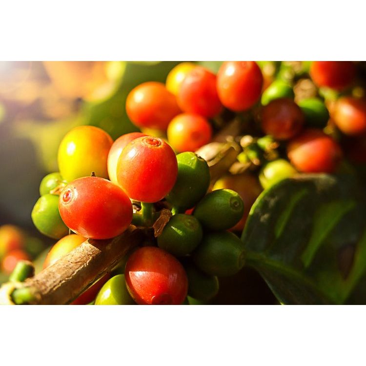 Bibit Tanaman Kopi Robusta Sambung Pucuk - Lebih Cepat Berbuah