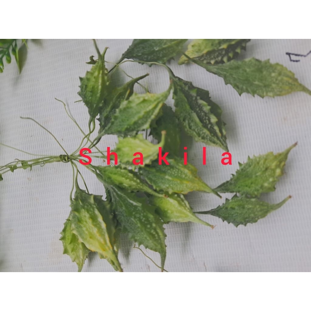 buah pare hutan atau pare gengge 12 buah