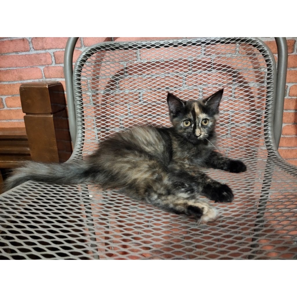 Lepas Adopsi Kucing Persia Kitten warna langka  lucu banget murah