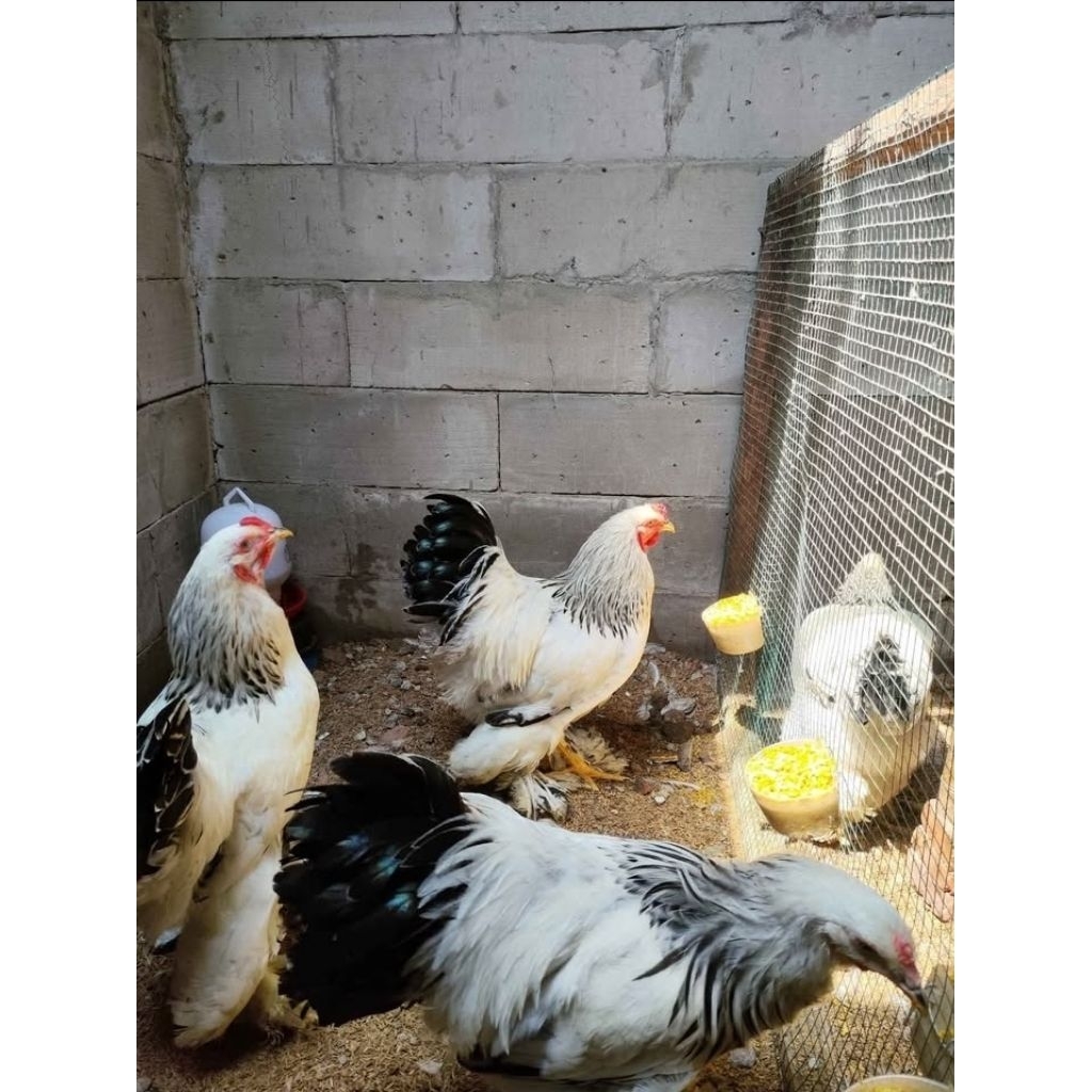 ayam brahma ori doc semua anakan