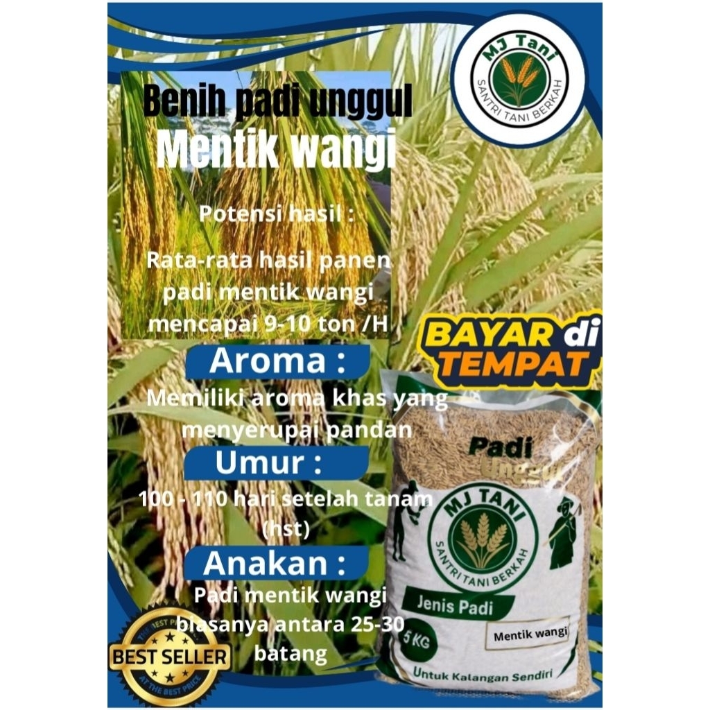bibit padi unggul MENTIK WANGI 5KG