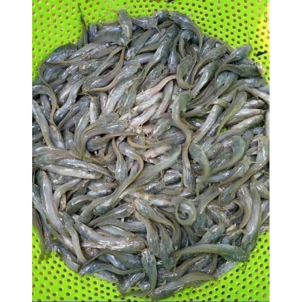 bibit lele ukuran 7-8 cm