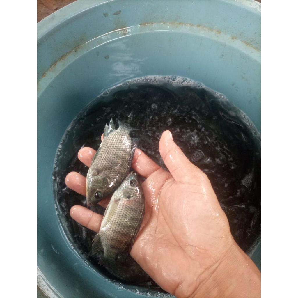bibit ikan nila hitam ukuran 2 jari