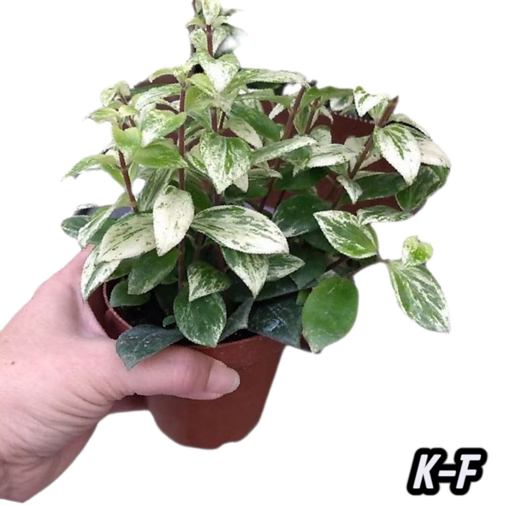 Tanaman gantung hoya lipstik varigata