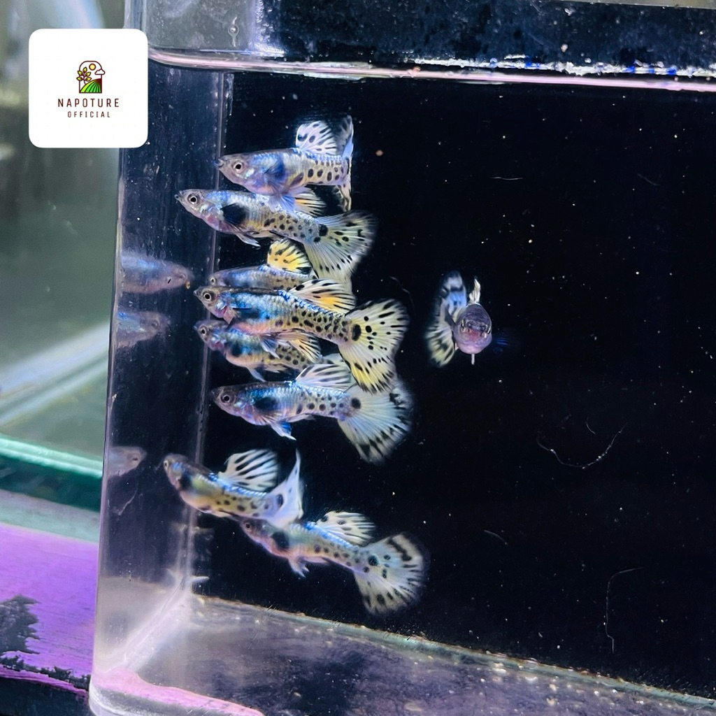 

stiker Platinum Leopard | Perpasang