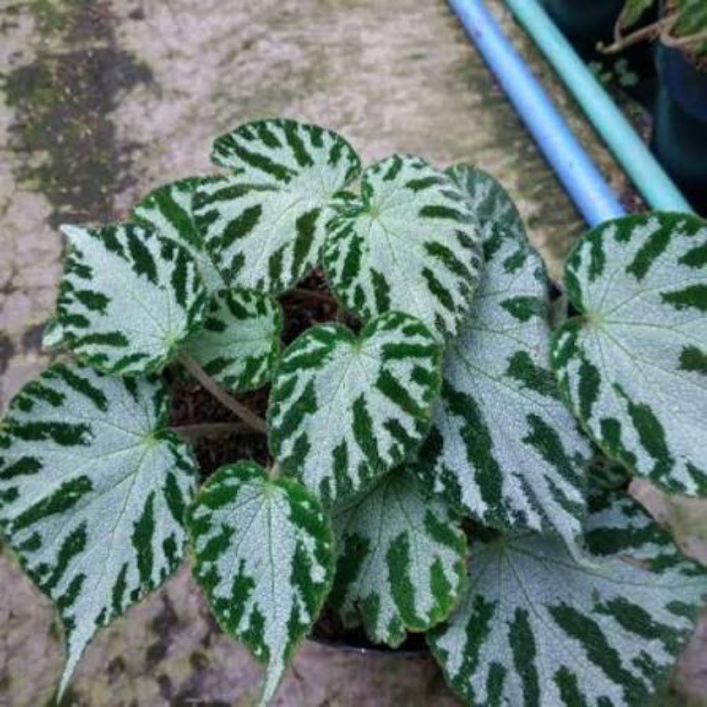 Begonia moss karpet / karpet hijau