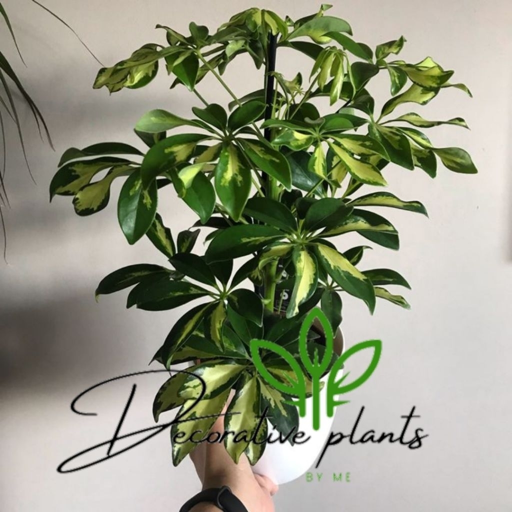 Tanaman hias Walisongo golden varigata - daun Walisongo varigata kuning ( BISA COD )