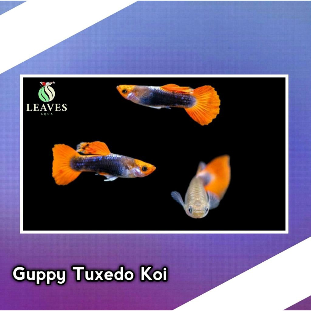 ikan guppy tuxedo koi