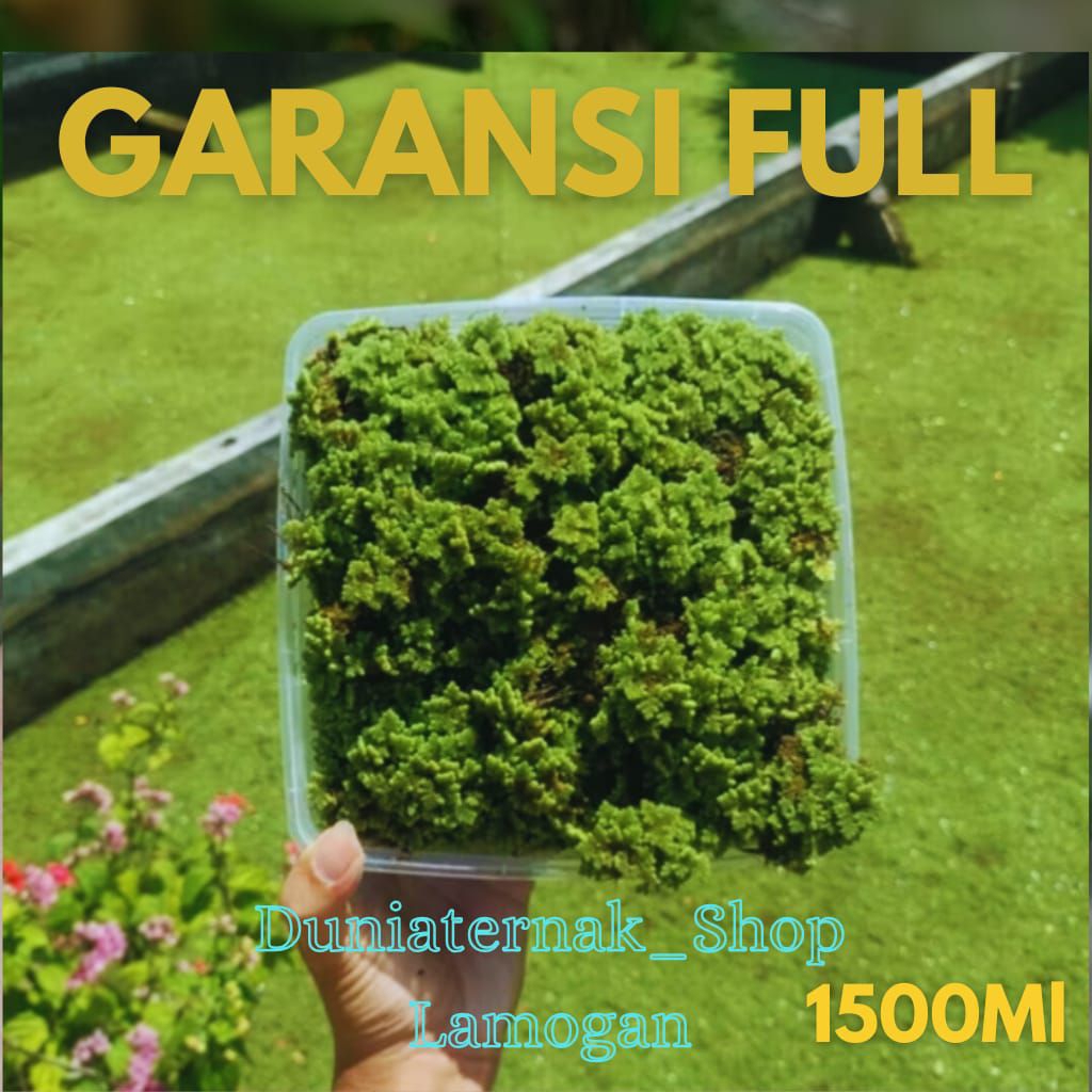 Bibit Azolla microphylla / pakan alternatif/ bibit Azolla 1 tepak