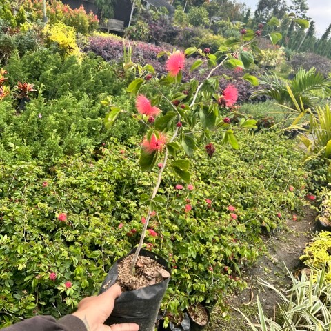 Tanaman Hias Kaliandra Bunga |Kaliandra Merah | | Tanaman Semak Kaliandra Merah