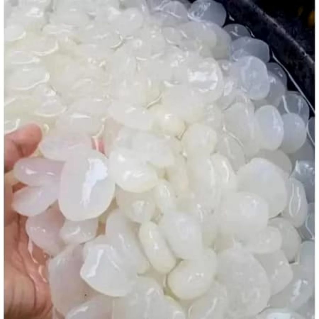 kolang Kaling super jumbo fresh 1kg langsung - Kolang Kaling Jumbo